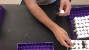 Fly flipping