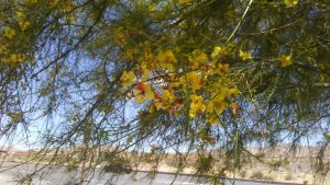 Desert Flower