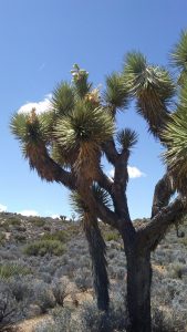 Joshua Tree