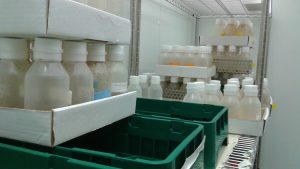 Environment Room for Fly Storage