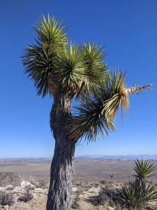 Joshua Tree