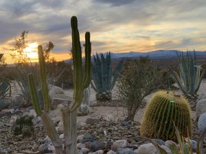 Desert Sunset