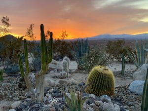 Desert Sunset