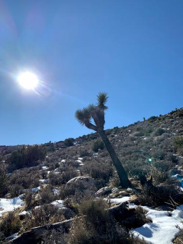 Joshua Tree
